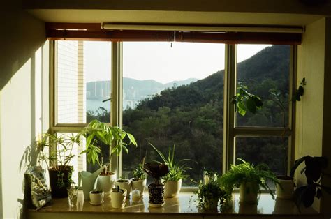 龍骨植物|仙人掌龍骨：探索這種獨特植物的魅力與護理方法 – 植物盆栽綠寶典